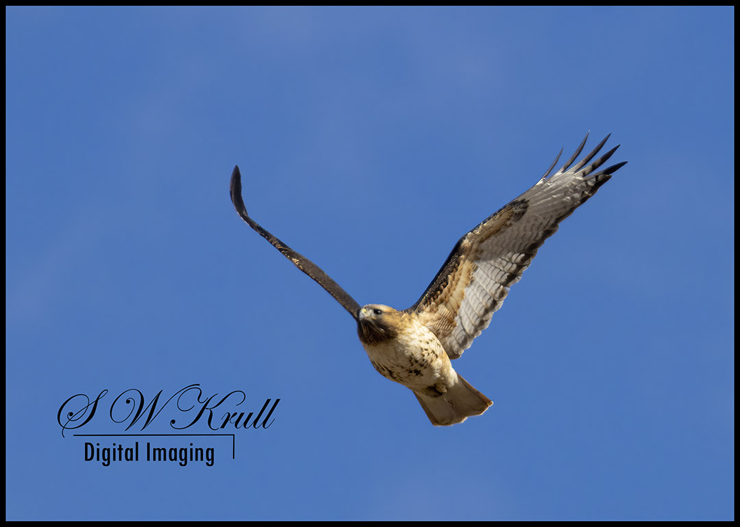 Colorado Red-tailed Hawk