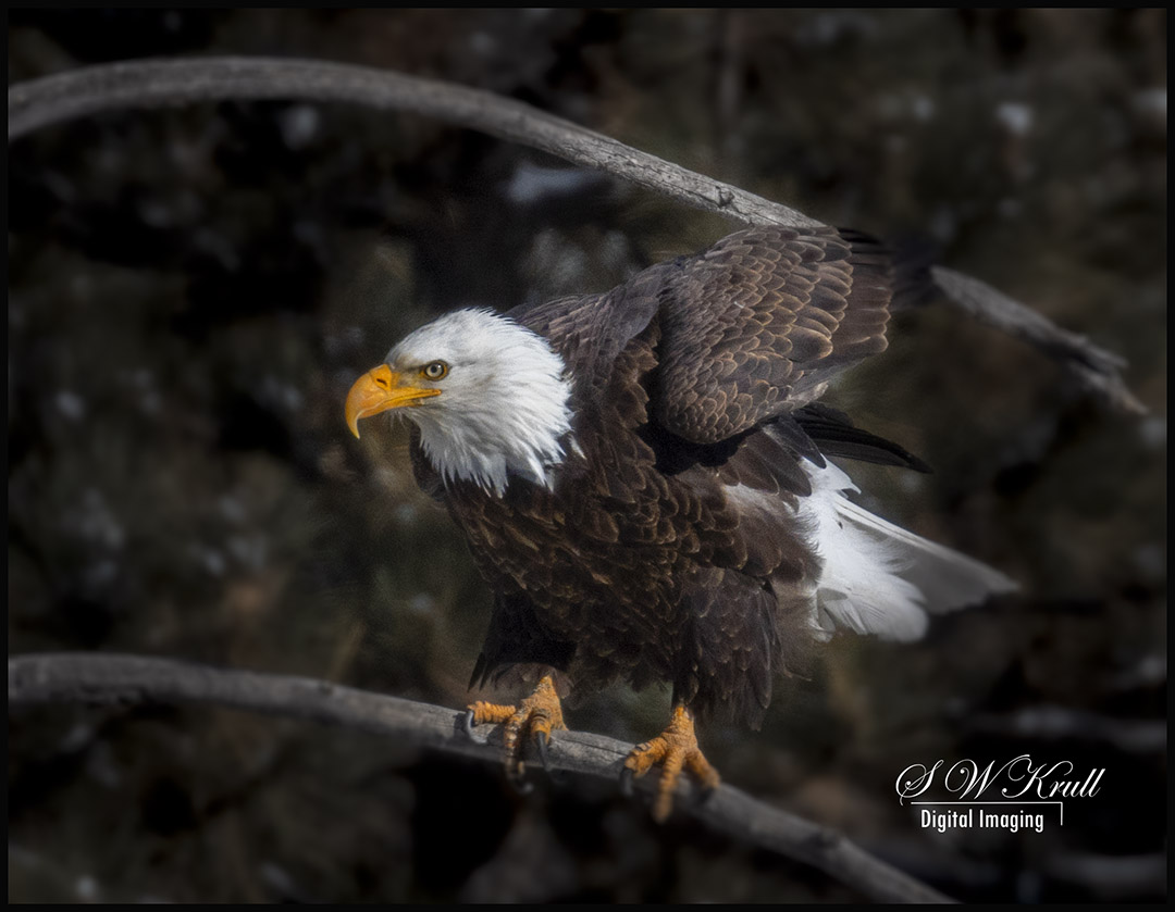 Bald Eagles in Eleven Mile Canyon