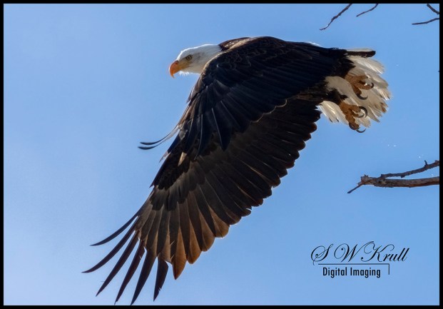 Bald Eagles in Eleven Mile Canyon