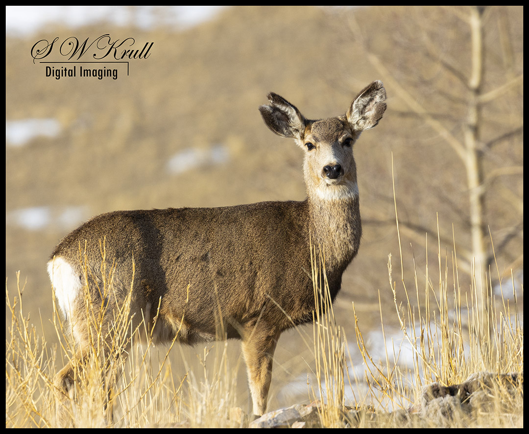 Herd of Mule Deer
