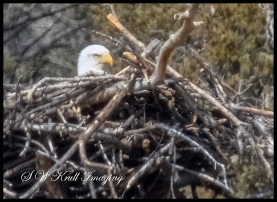 Mother Eagle Hatching her Eggs