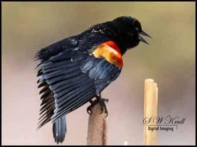 Red-winged blackbird