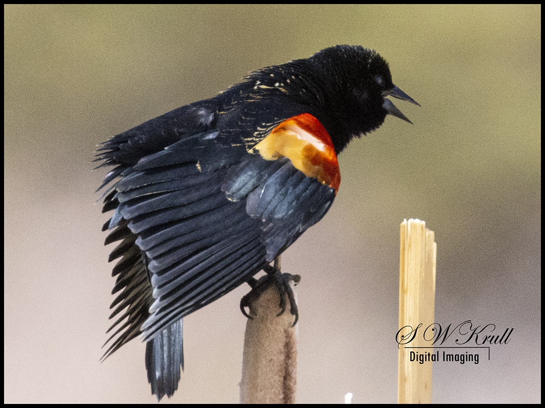 Red-winged blackbird