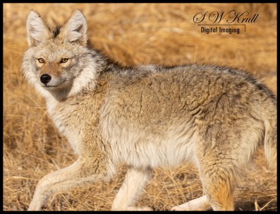 Coyote on the Hunt