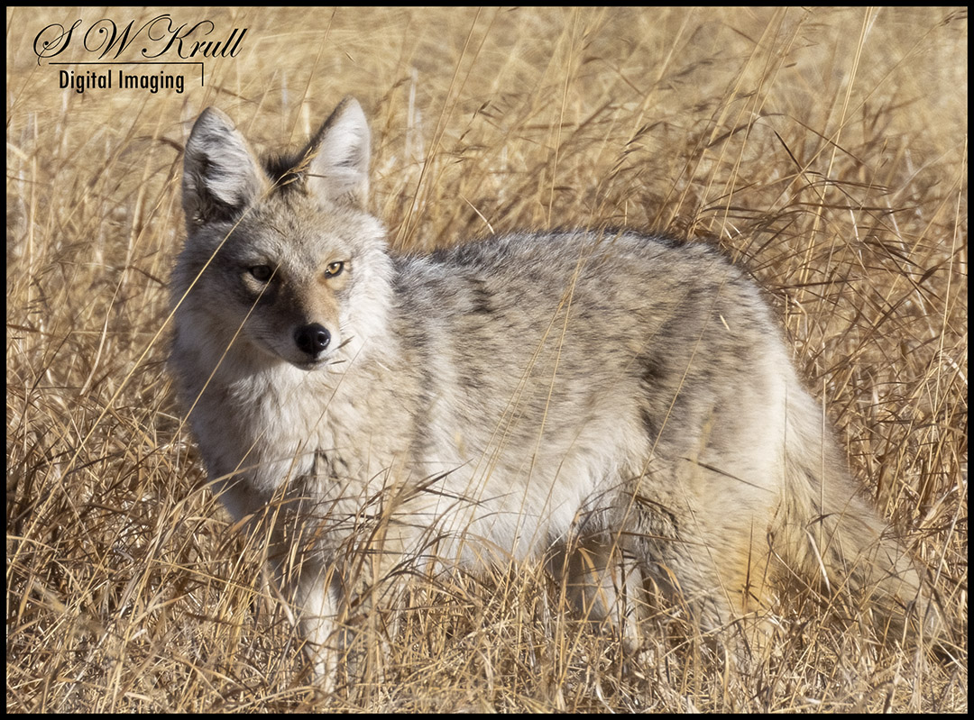 Coyote on the Hunt