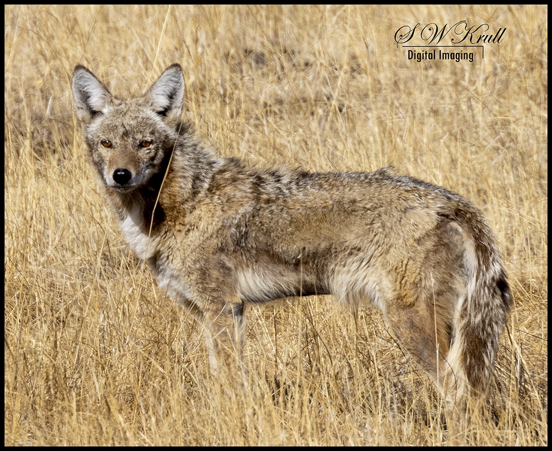 coyote