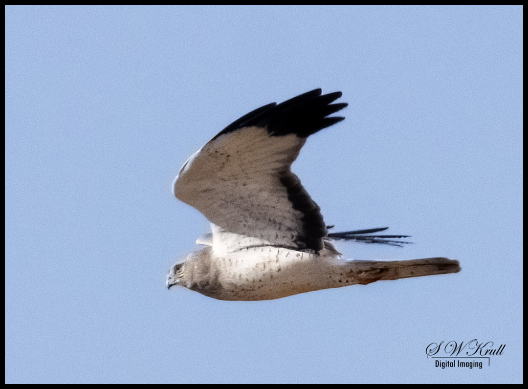 Northern Harrier