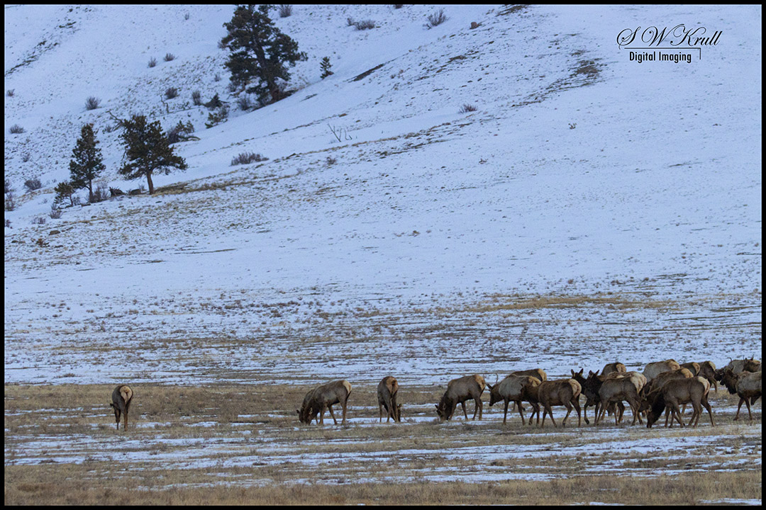 Herd of Elk