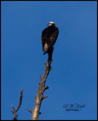 Osprey in Eleven Mile Canyon