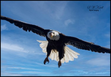 Bald Eagles in Eleven Mile Canyon