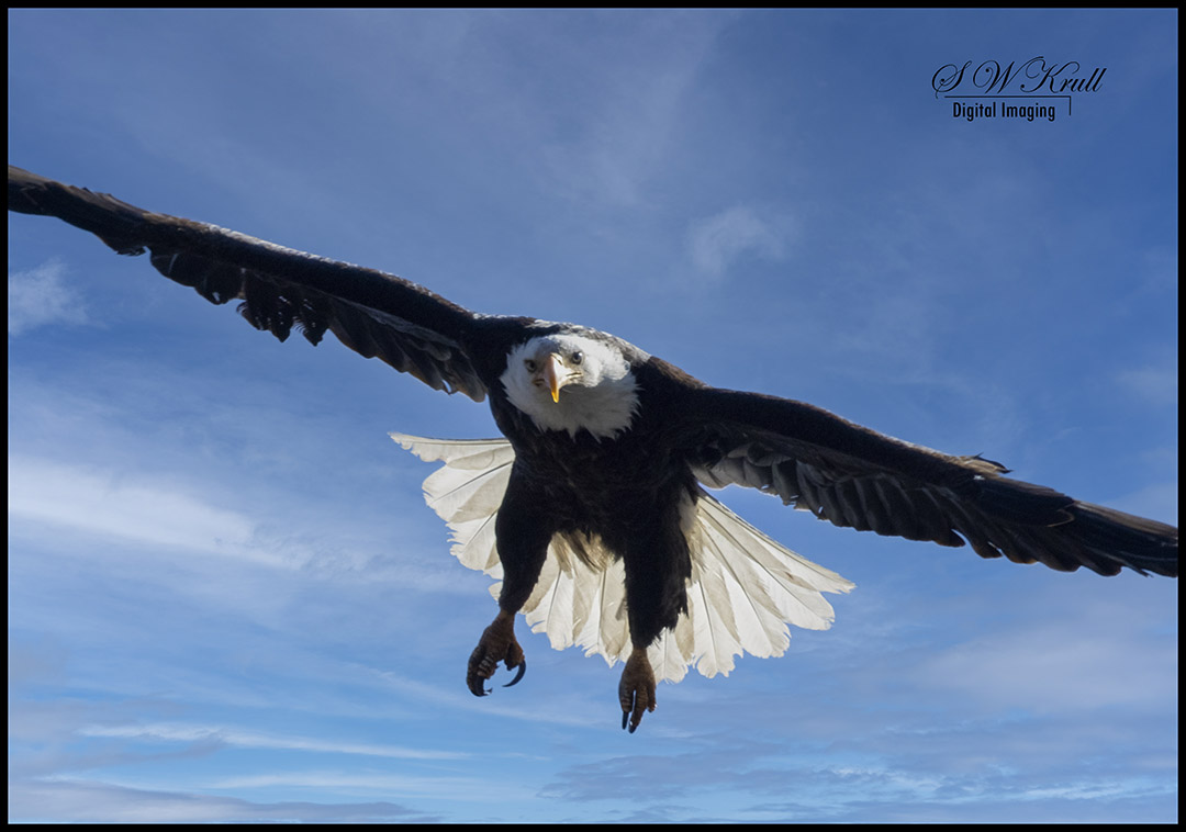 Bald Eagles in Eleven Mile Canyon