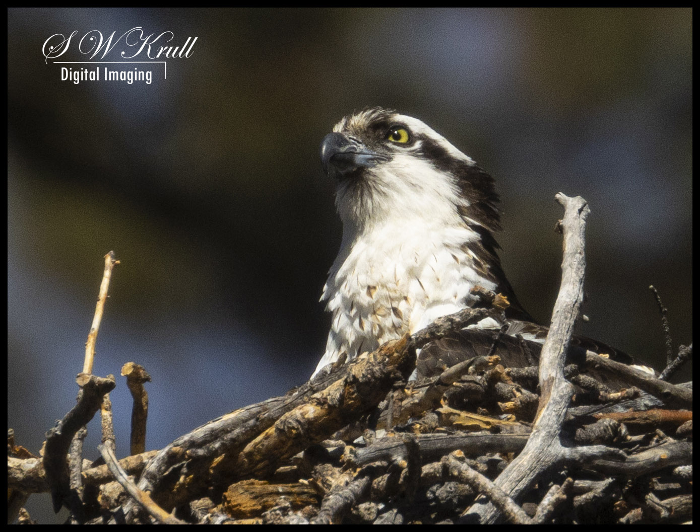 Osprey in Eleven Mile Canyon