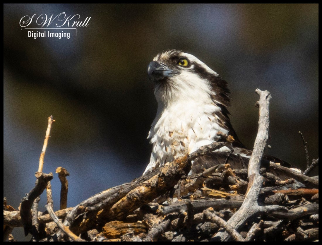 Osprey in Eleven Mile Canyon