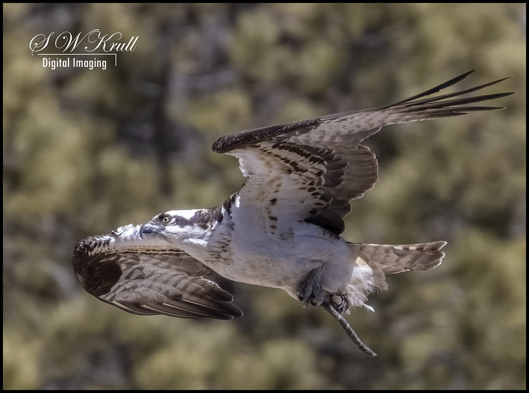 Osprey in Eleven Mile Canyon