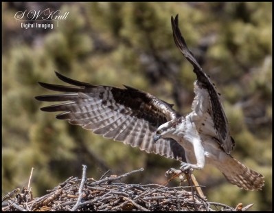 Osprey in Eleven Mile Canyon