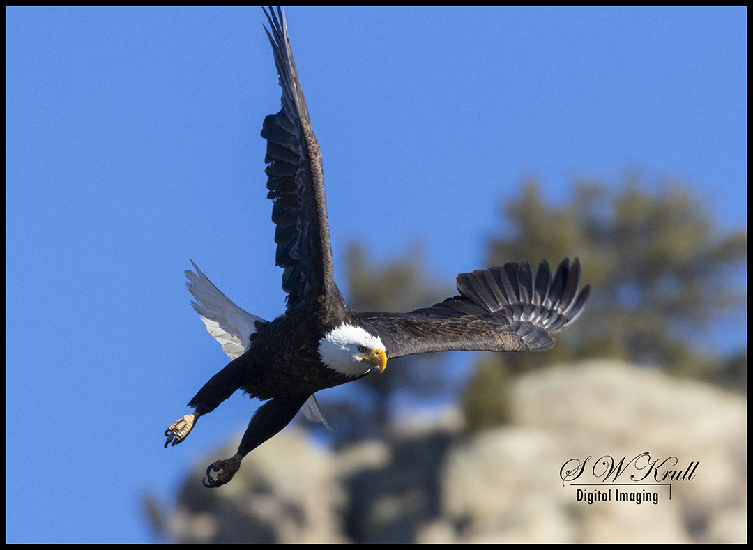 Bald Eagles in Eleven Mile Canyon