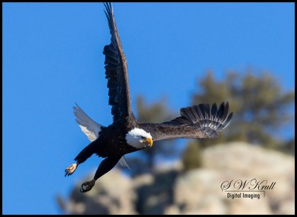 Bald Eagles in Eleven Mile Canyon