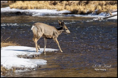 Mule Deer Doe in River