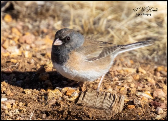 Dark-eyed Junco