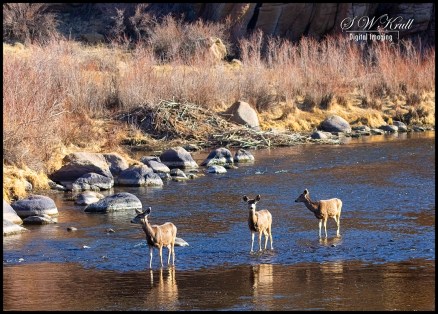 Mule Deer in the South Platte