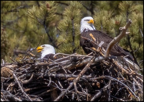 Bald Eagles at the Nest
