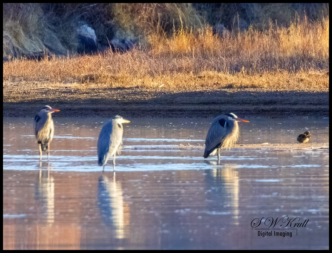 Great Blue Heron