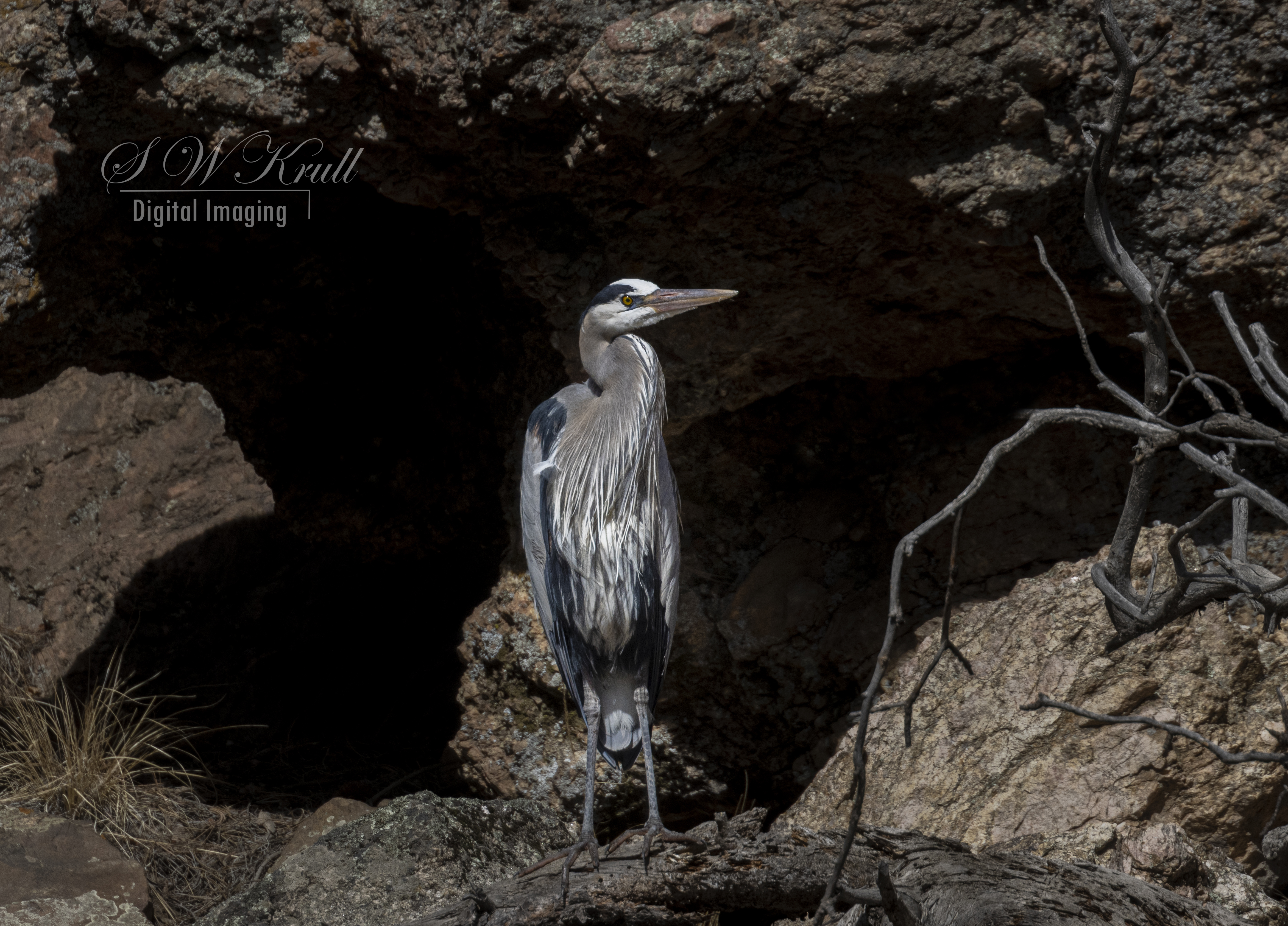 Great Blue Heron