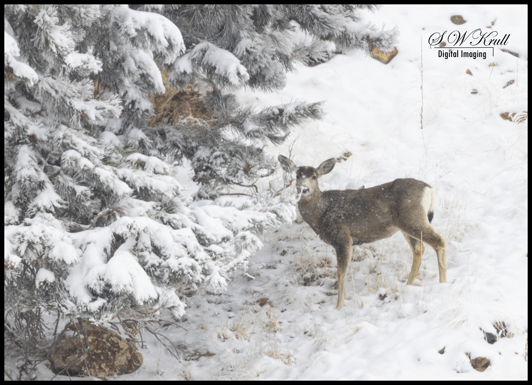 Deer in Snow