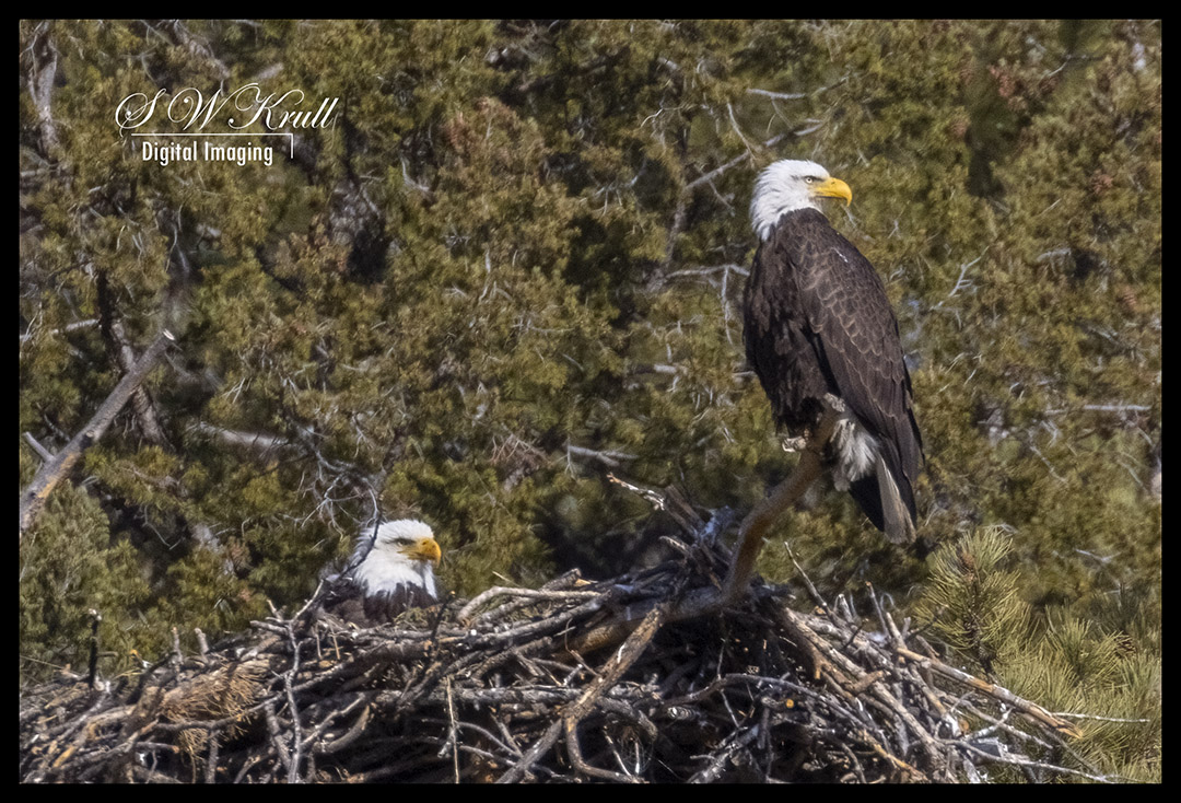 Bald Eagles with Eaglets