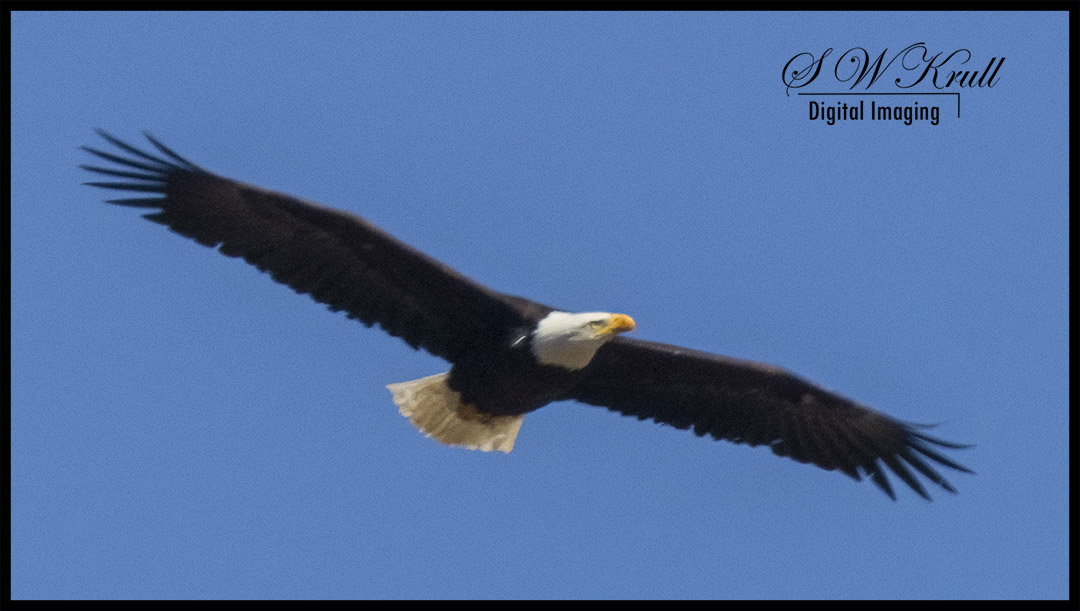 Bald Eagles with Eaglets