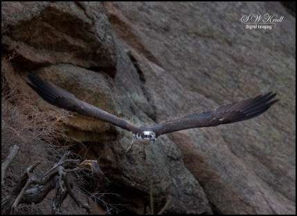Osprey Diving on a Fish