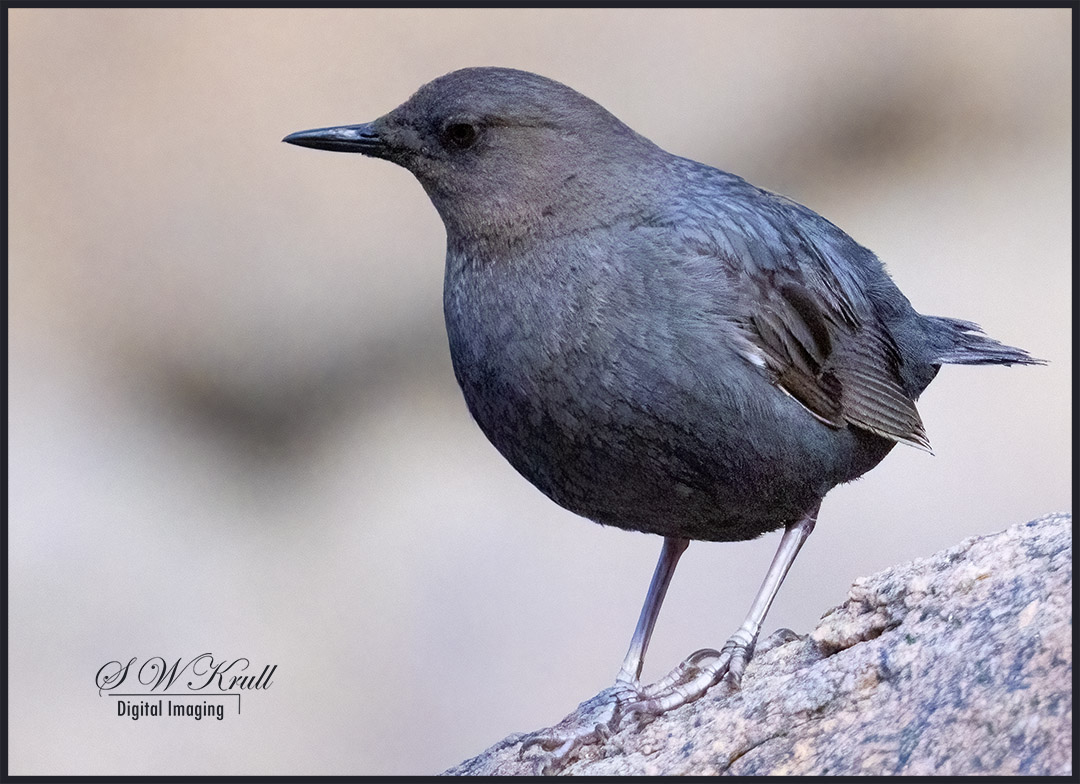 American Dipper