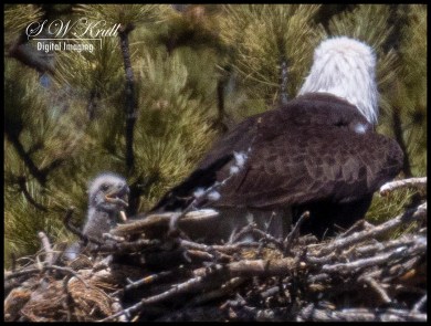 Bald Eaglet and Mother Eagle