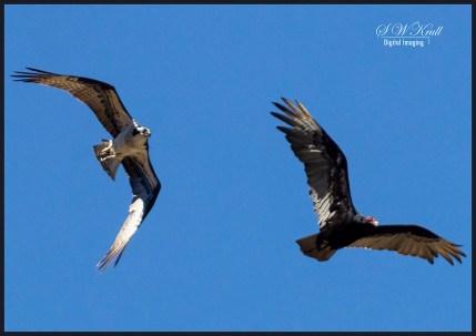 Osprey in the Canyon
