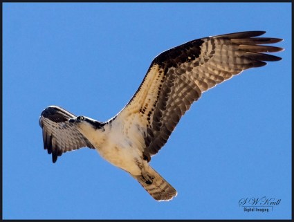 Osprey in the Canyon