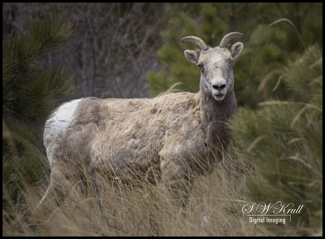 Bighorn Sheep
