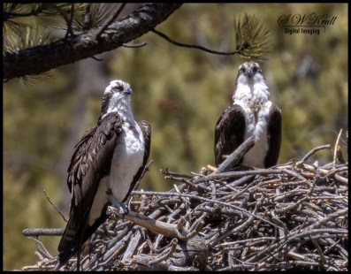 Osprey Nesting Pair