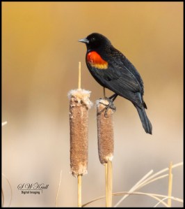 red-winged blackbird