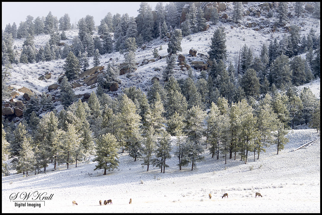 Deer Herd in Snow