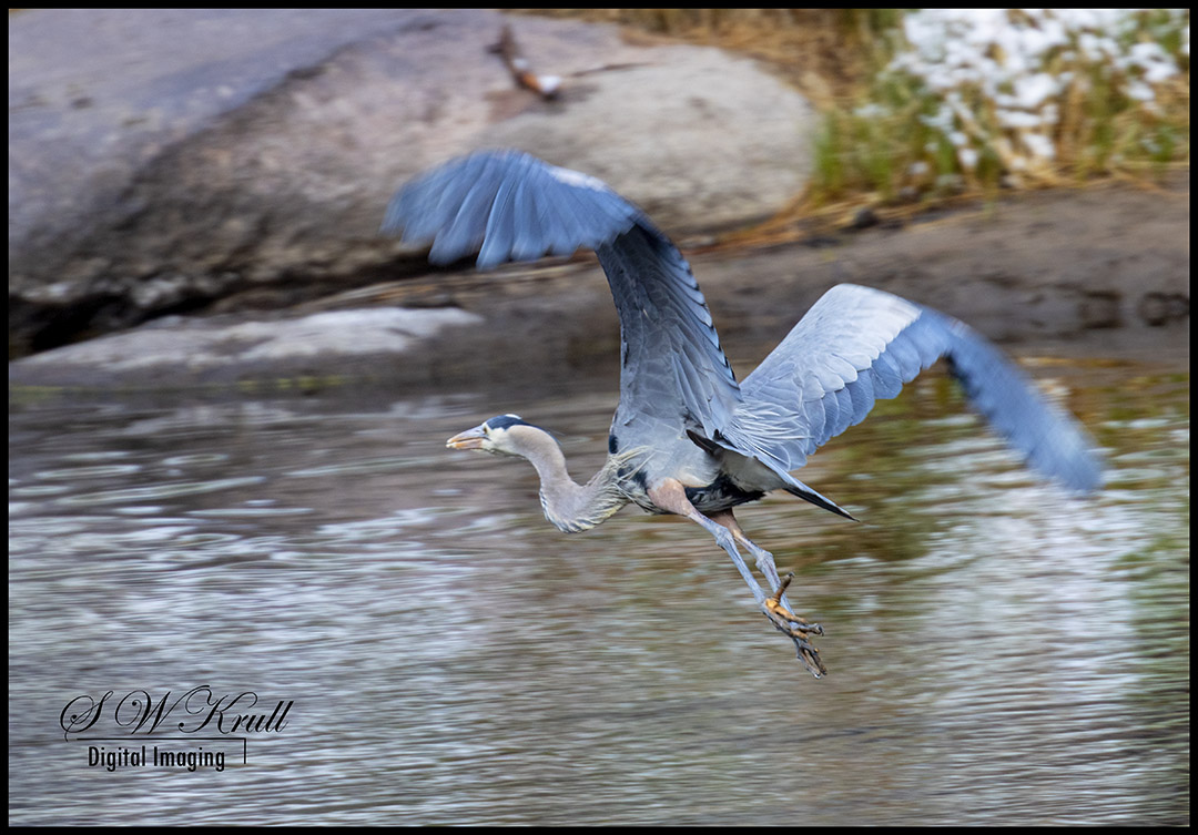 Great Blue Heron