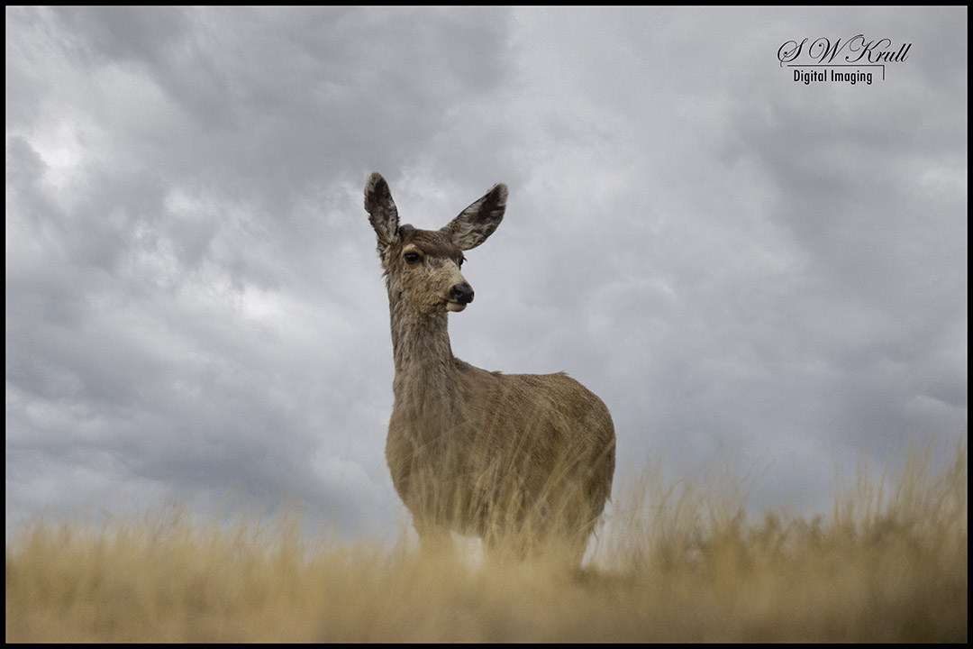 Mule Deer in the Woods