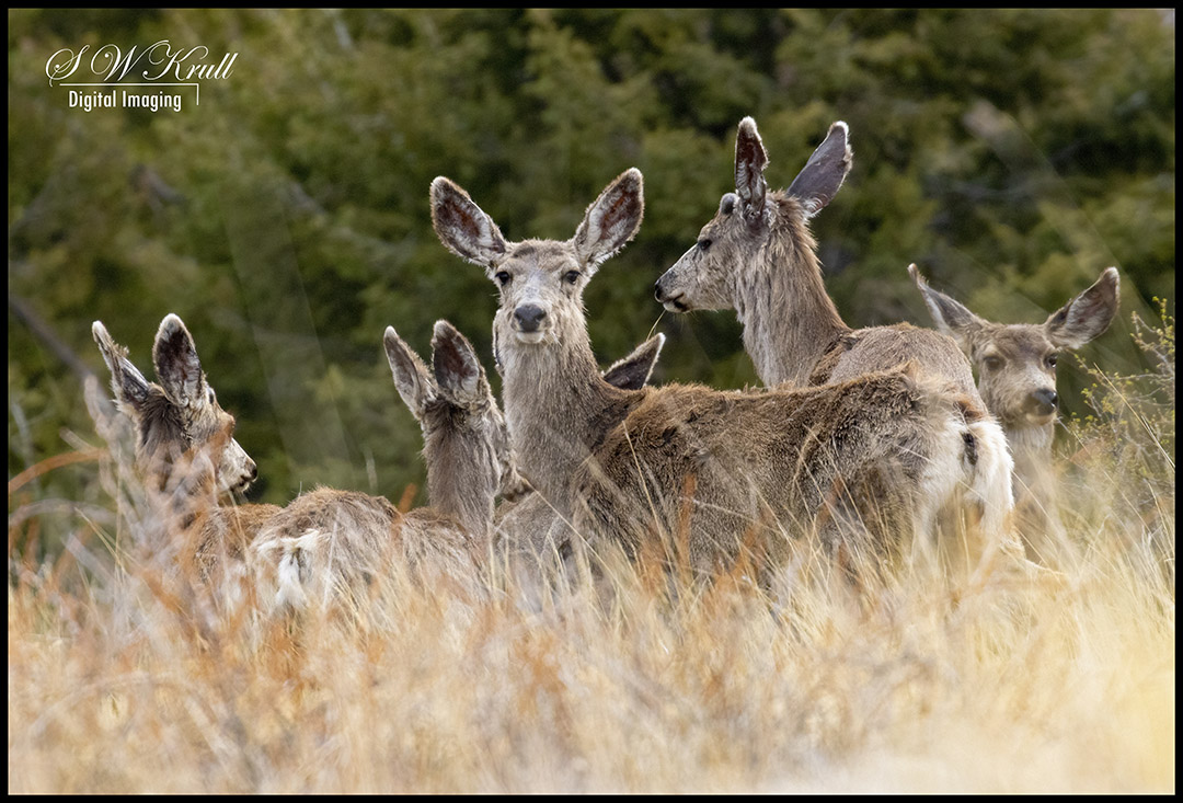 Mule Deer in the Woods