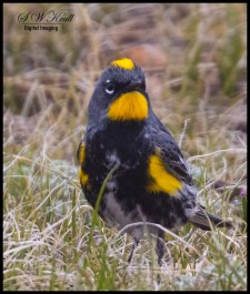 Yellow Rumped Warbler