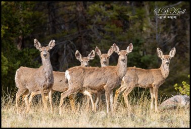 Herd of Curious Deer