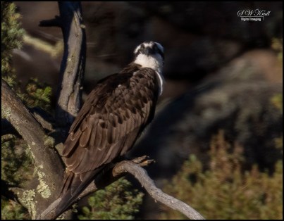 Osprey at Eleven Mile