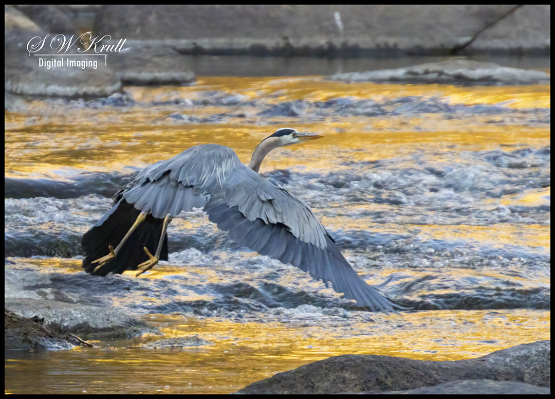 Great Blue Heron at River