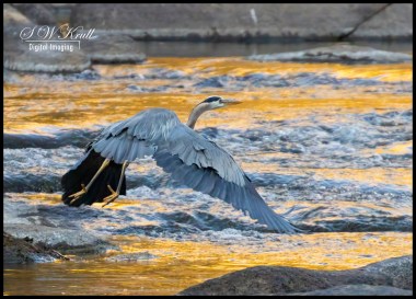 Great Blue Heron at River