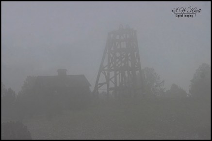 Dense fog in the Pike National Forest of Colorado