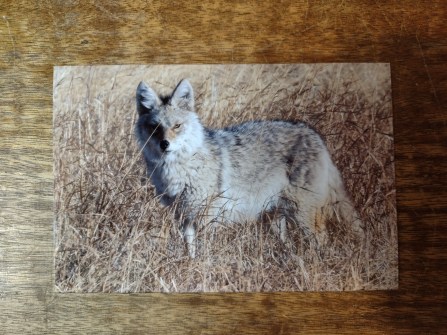 4x6 inch proof print of a coyote