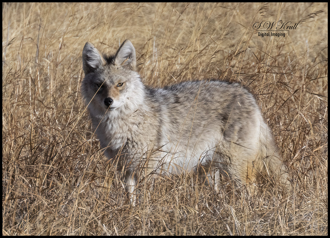 Coyote Cold Stare
